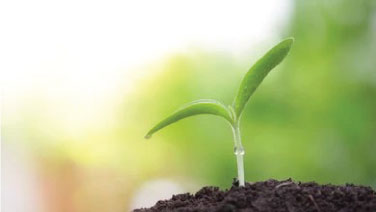 Plant Research